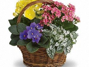 Basket Surprise