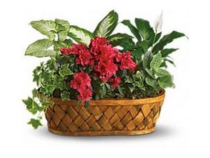 Green Thumb